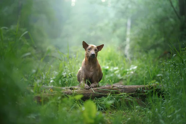 Собака Лесу Рыжий Тайский Риджбэк Лежит Бревно Природе Лесной Пейзаж — стоковое фото