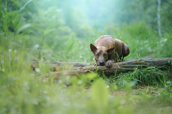 Dog Woods Red Haired Thai Ridgeback Lies Log Nature Forest — Stock Photo, Image