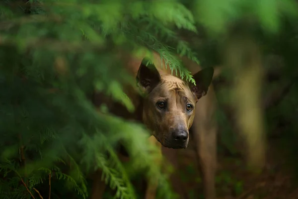 Cão Espreita Das Folhas Thai Ridgeback Natureza Floresta Olhar Misterioso — Fotografia de Stock