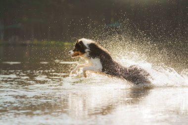 Köpek suya atlıyor. Gölde aktif bir evcil hayvan. Üç renkli Avustralyalı çoban 