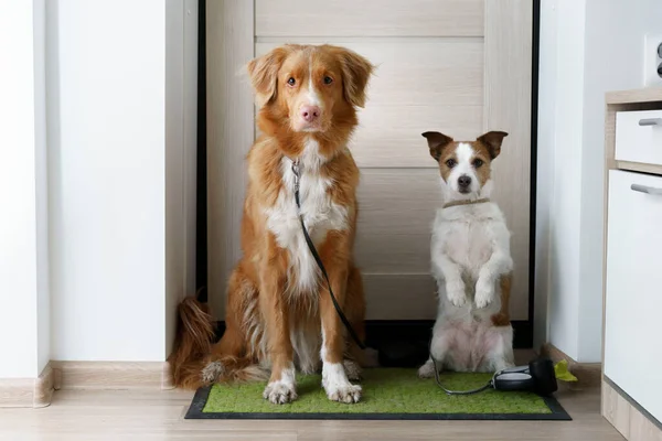 Dos Perros Están Sentados Puerta Esperando Paseo Fuera Nova Scotia — Foto de Stock