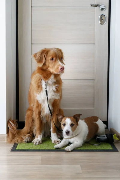 Deux Chiens Sont Assis Porte Attendent Une Promenade Extérieur Nouvelle — Photo