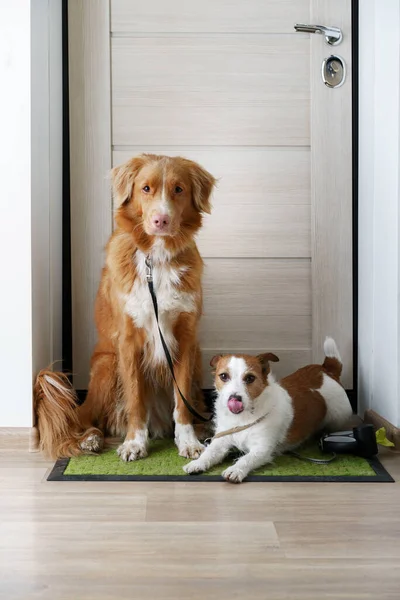 Dos Perros Están Sentados Puerta Esperando Paseo Fuera Nova Scotia — Foto de Stock