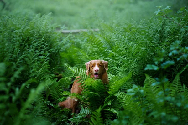 Σκύλος Στη Φτέρη Νέα Scotia Duck Tolling Retriever Στο Δάσος — Φωτογραφία Αρχείου