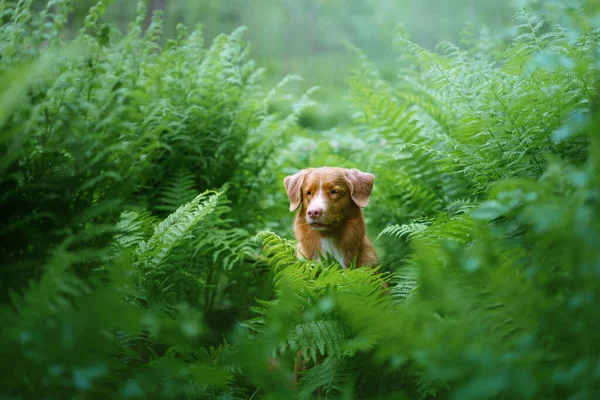 Σκύλος Στη Φτέρη Νέα Scotia Duck Tolling Retriever Στο Δάσος — Φωτογραφία Αρχείου