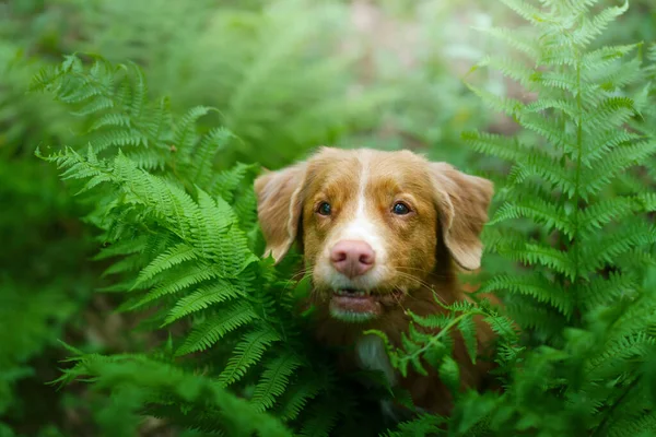 シダの犬だ ノバスコシアダックは森の中で取得します 熱帯木材 自然界のペットは — ストック写真