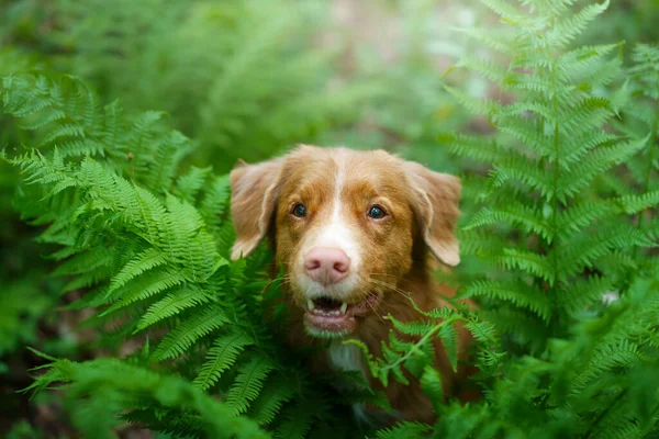 Σκύλος Στη Φτέρη Νέα Scotia Duck Tolling Retriever Στο Δάσος — Φωτογραφία Αρχείου