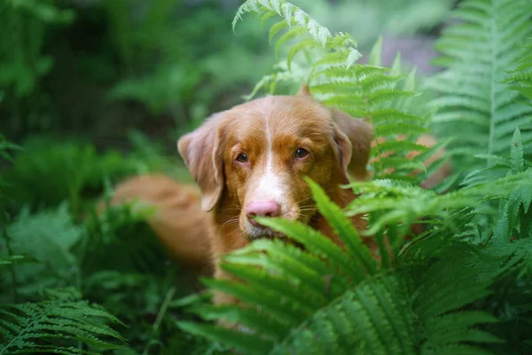 Σκύλος Στη Φτέρη Νέα Scotia Duck Tolling Retriever Στο Δάσος — Φωτογραφία Αρχείου