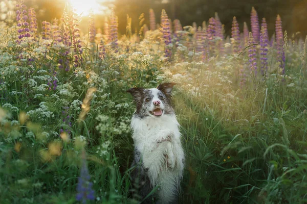 Pies Łubinu Marmurowe Collie Graniczne Naturze Piękny Zwierzak Kwiaty — Zdjęcie stockowe