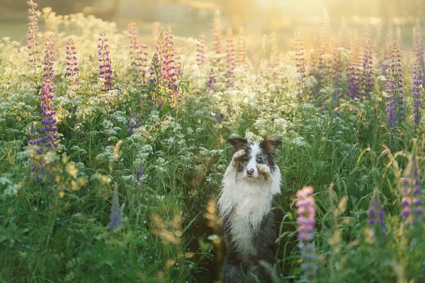 Hund Lupin Marmor Gränsen Collie Naturen Härligt Husdjur Blommor — Stockfoto