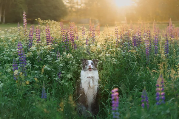 Pies Łubinu Marmurowe Collie Graniczne Naturze Piękny Zwierzak Kwiaty — Zdjęcie stockowe