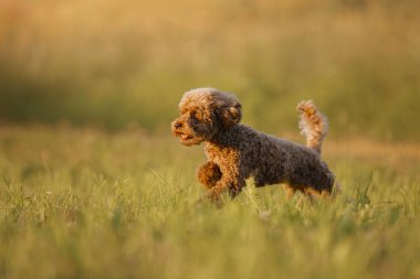 Minyatür çikolatalı kaniş çimenlerde koşuyor. Doğada evcil hayvan. Oyuncak gibi şirin bir köpek.