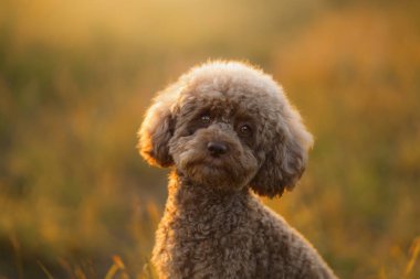 Çimlerin üzerinde minyatür çikolatalı kaniş. Sevimli hayvan portresi. Köpek oyuncak gibi.