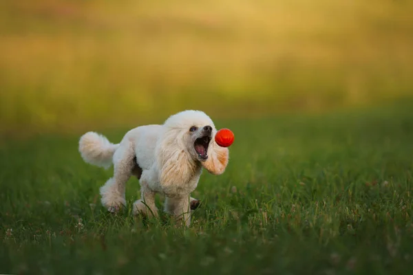 The dog jumps with a toy. small white poodle plays with a ball. Active pet