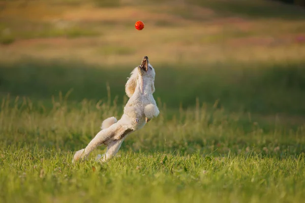 Hunden Hoppar Med Leksak Liten Vit Pudel Leker Med Boll — Stockfoto