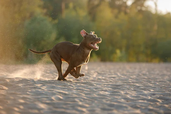 Dog Beach Active Pit Bull Terrier Running Sand Pet Summer — Stock Photo, Image