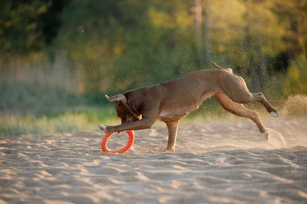 Σκυλί Στην Παραλία Ενεργό Pit Bull Terrier Τρέχει Στην Άμμο — Φωτογραφία Αρχείου