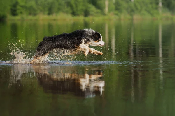 Perro Salta Agua Una Mascota Activa Lago Pastor Australiano Tricolor — Foto de Stock