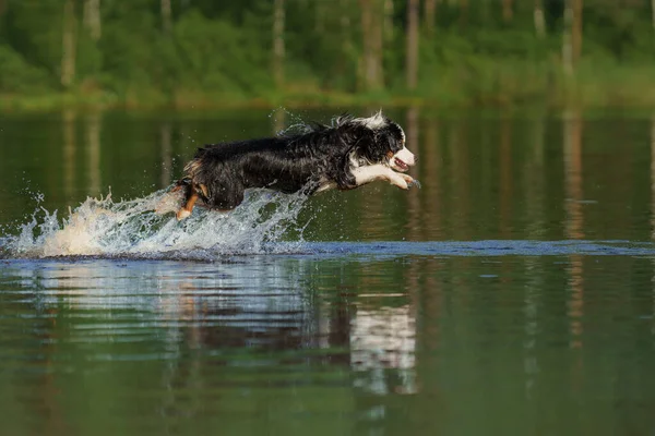 Собака Стрибає Воду Активна Тварина Озері Триколорний Пастух — стокове фото