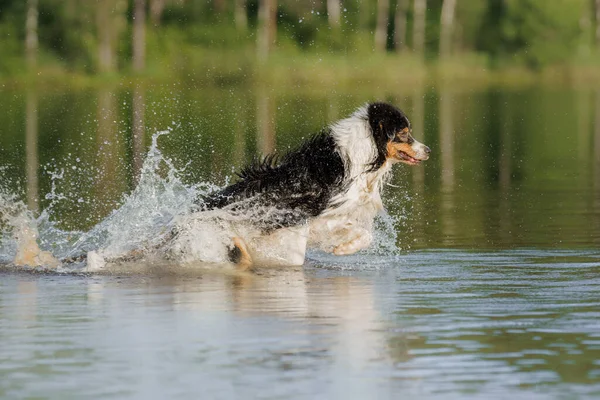 Perro Salta Agua Una Mascota Activa Lago Pastor Australiano Tricolor —  Fotos de Stock