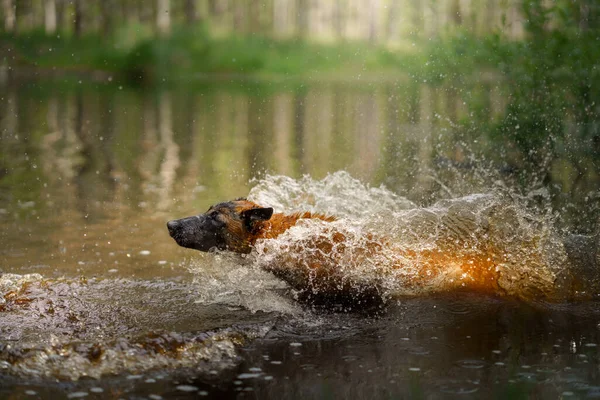 Cão Salta Para Água Animal Estimação Ativo Lago Malinois Pastor — Fotografia de Stock