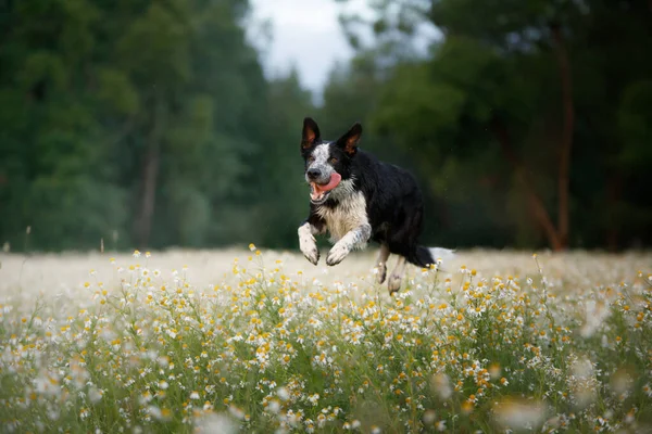 Hund Hoppar Ett Fält Prästkragar Glad Gräns Collie Naturen — Stockfoto