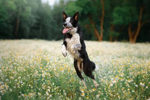 Perro Salta Campo Margaritas Feliz Frontera Collie Naturaleza — Foto de Stock