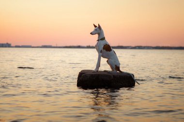 Köpek gün batımında deniz kenarında. İbizan tazısı doğada. Suyun kenarında romantik bir hayvan