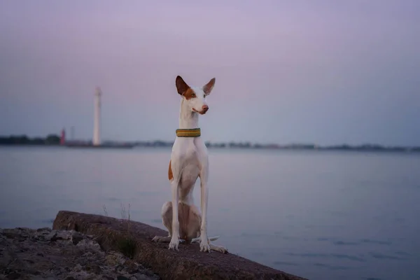 Cão Pôr Sol Junto Mar Ibizan Greyhound Natureza Animal Estimação — Fotografia de Stock
