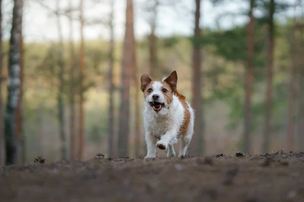 Rot Weißer Hundeauslauf Wenig Aktive Jack Russell Spielt Der Natur — Stockfoto