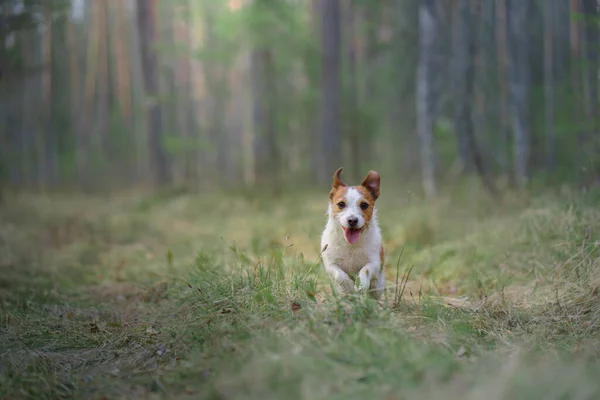 Kırmızı Beyaz Köpek Koşar Biraz Aktif Jack Russell Doğada Oynuyor — Stok fotoğraf