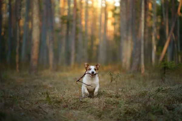 Vermelho Branco Cão Corre Pouco Ativo Jack Russell Joga Natureza — Fotografia de Stock