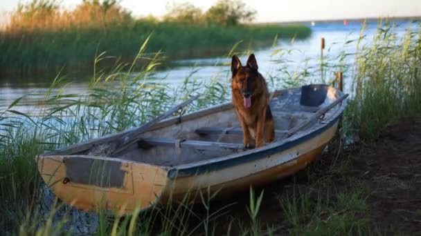 Пес у човні. Німецький пастух на озері — стокове відео