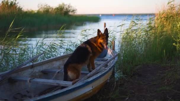 Собака в лодке. Немецкая овчарка на озере — стоковое видео