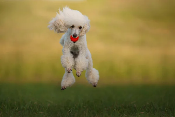 The dog jumps with a toy. small white poodle plays with a ball. Active pet