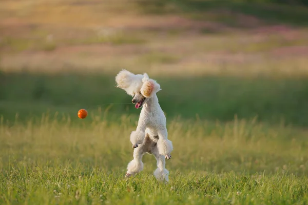 Dog Jumps Toy Small White Poodle Plays Ball Active Pet — Stock Photo, Image