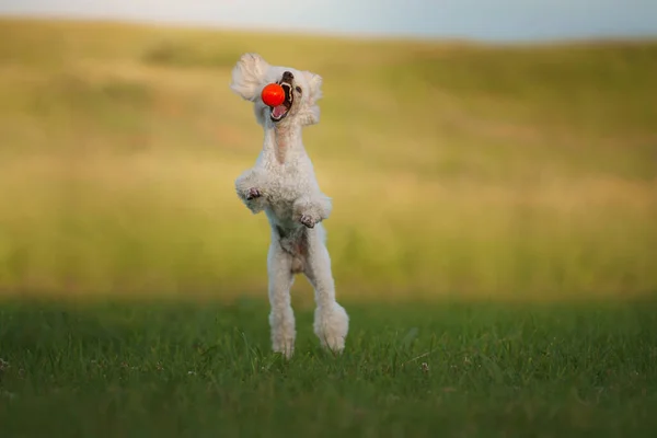 Pies Skacze Zabawką Mały Biały Pudel Bawi Się Piłką Aktywne — Zdjęcie stockowe