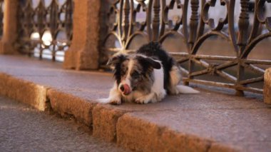 Şehirde bir köpek. Asfaltta mermer bir çoban köpeği