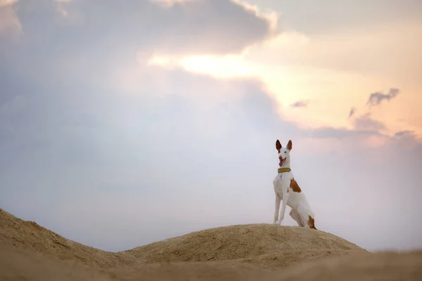 Ritratto Cane Contro Cielo Del Tramonto Grazioso Levriero Bizan Animali — Foto Stock