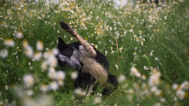 Собака в поле маргариток. Happy Border Collie — стоковое видео