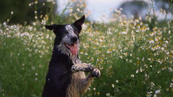 Perro en un campo de margaritas. Feliz frontera Collie — Vídeo de stock