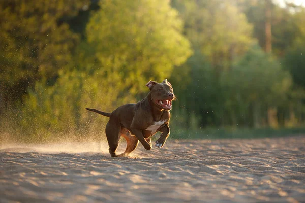 Hund Stranden Aktiv Pit Bull Terrier Spiller Sandet Pet Naturen - Stock-foto