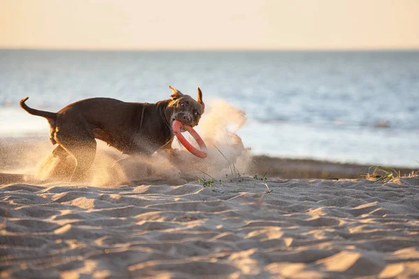 Dog Beach Active Pit Bull Terrier Playing Sand Pet Nature — Stock Photo, Image