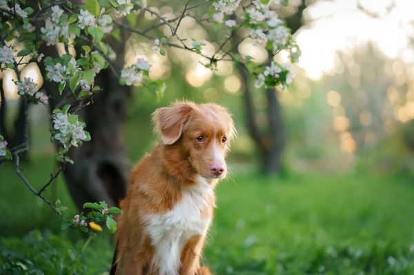 Hund Nära Äppelträd Nova Scotia Duck Tolling Retriever Våren Vid — Stockfoto