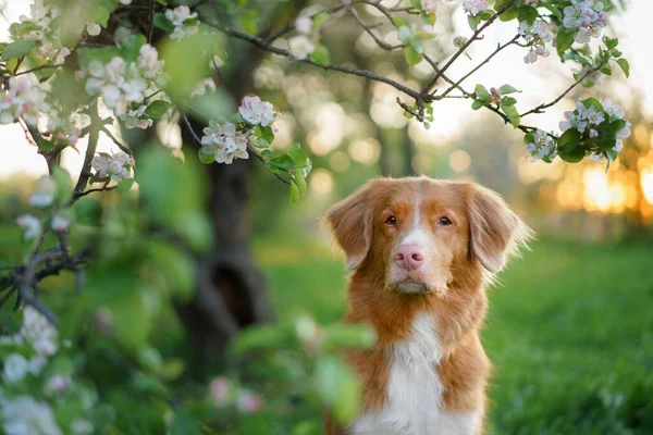Hund Nära Äppelträd Nova Scotia Duck Tolling Retriever Våren Vid — Stockfoto