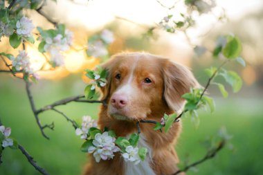 Köpek elma ağaçlarının yanında. Nova Scotia Ördek Çalıyor İlkbaharda çiçeklerin orada