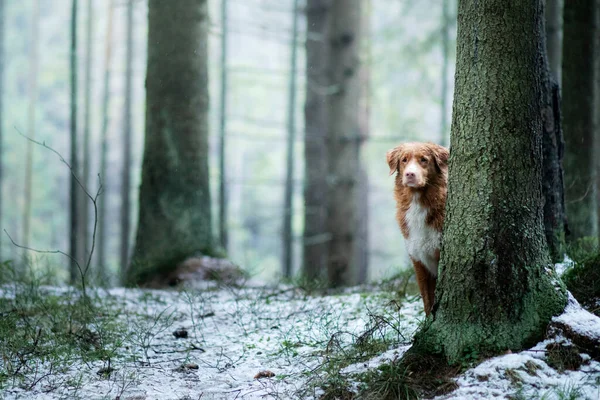Toller Kutya Téli Erdőben Skócia Kacsa Tolling Retriever Nyugszik Egy — Stock Fotó