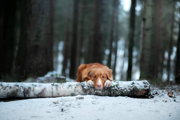 Pies Toller Zimowym Lesie Nova Scotia Duck Tolling Retriever Spoczywa — Zdjęcie stockowe