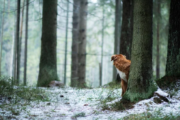 Пёс Толлер Зимнем Лесу New Scotia Duck Tolling Retriever Покоится — стоковое фото