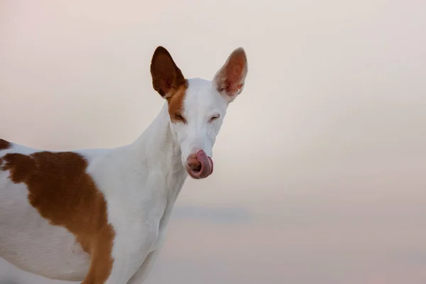 Портрет Собаки Против Неба Грэйси Ибизан Грейхаунд Животное Природе — стоковое фото